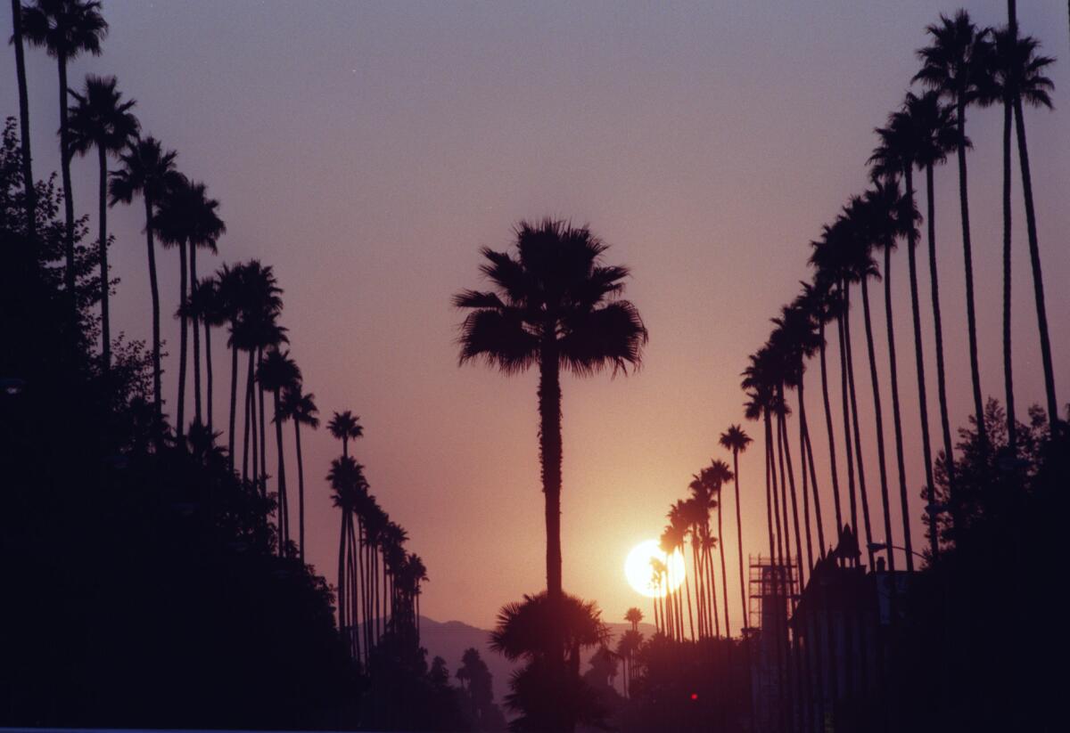 File photo of a sunset behind the palm trees on Sherman Way.