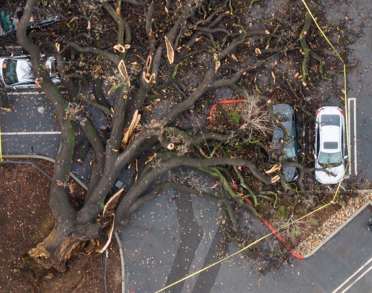 An aerial view of a massive tree on top of cars in a parking lot