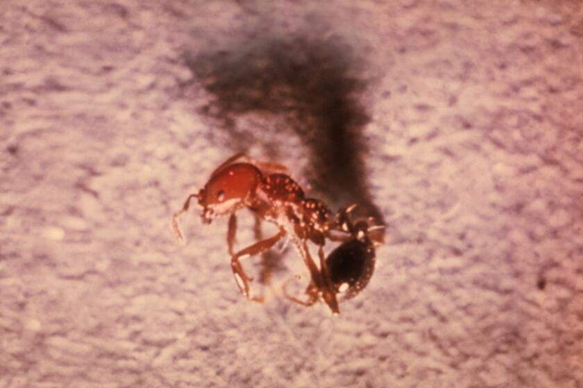 Macro view of a Red Imported Fire Ant, Solenopsis invicta, formerly known as Solenopsis saevissima var. richteri; this indidividual is a worker, responsible for protecting its colony, 1965. Image courtesy CDC/Margaret Parsons. (Photo by Smith Collection/Gado/Getty Images)