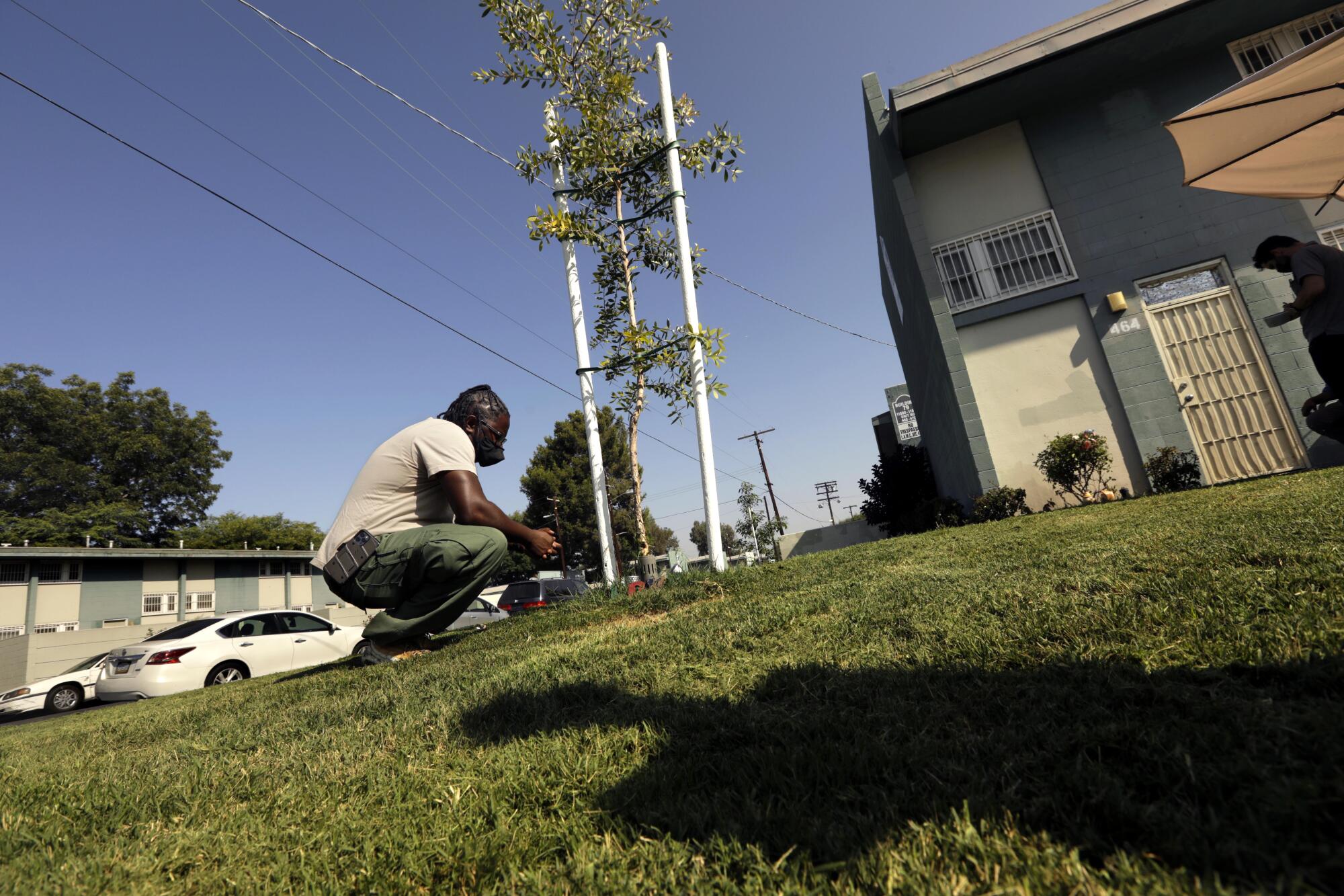 Ladale Hayes checks on a tree he planted at Imperial Courts in Watts