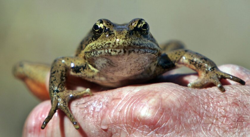 A red-legged frog is displayed for visitors after being captured by a Forest Service ecologist in a pond at the Mount St. Helens National Monument, Wash.