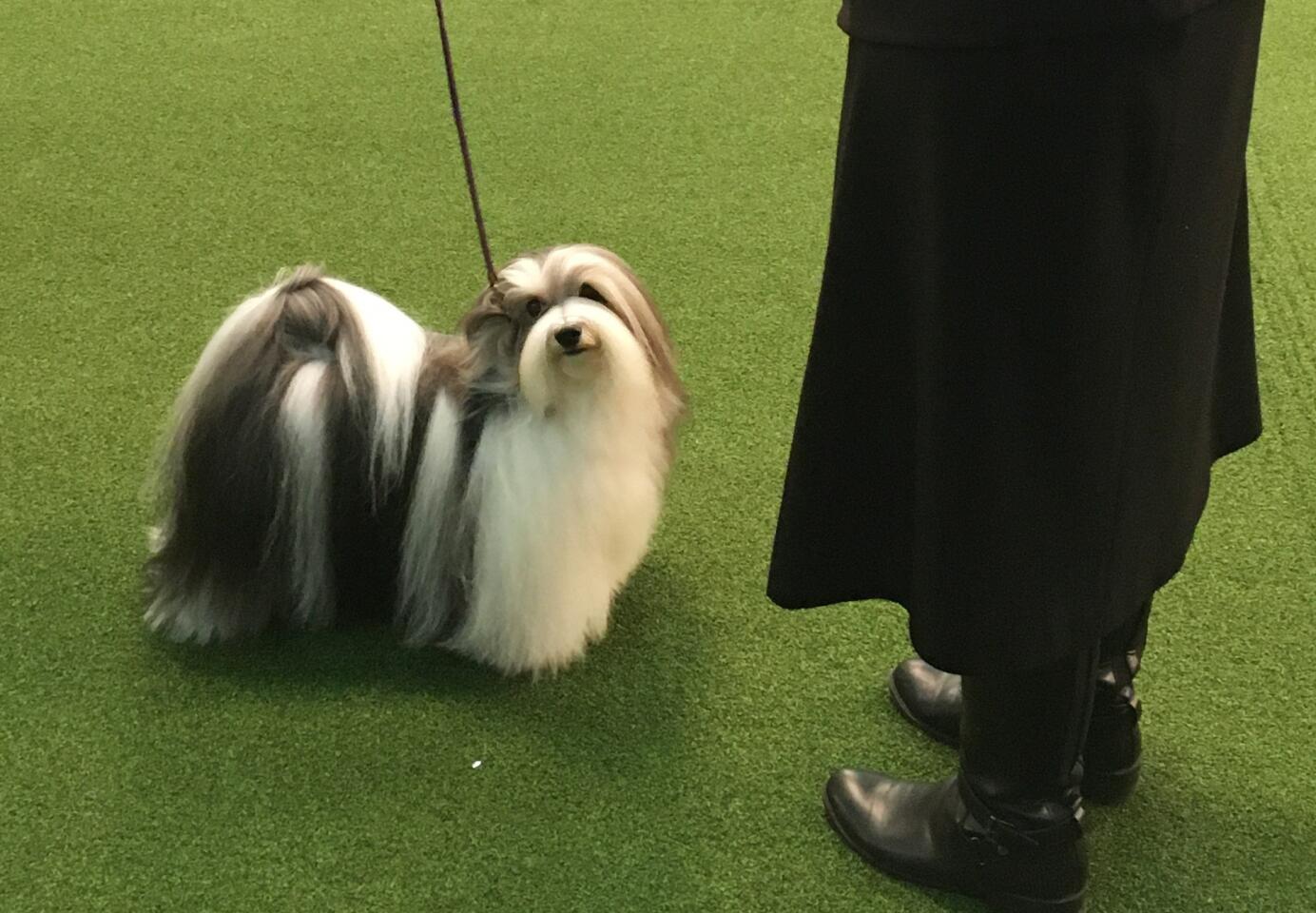 Westminster Dog Show