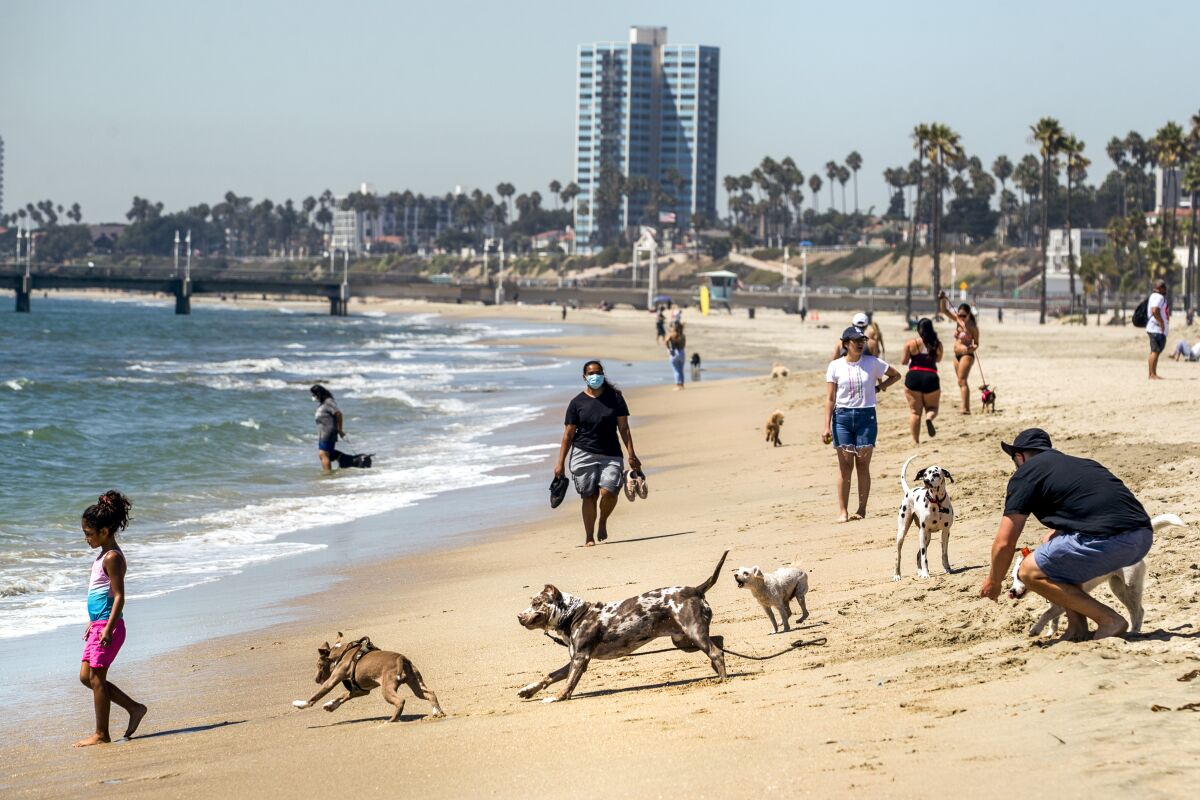LONG BEACH, CA - SEPTEMBER 13, 2021: Rosie's Dog Beach in Long Beach is the only beach in L.A. county that allows dogs. (Mel Melcon / Los Angeles Times)