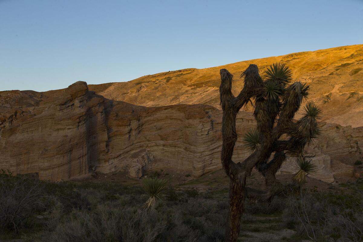 Joshua Trees are silhouetted against the hillside near the Red Rock Canyon Ricardo campground in the Red Rock Canyon State Park. (Allen J. Schaben / Los Angeles Times)