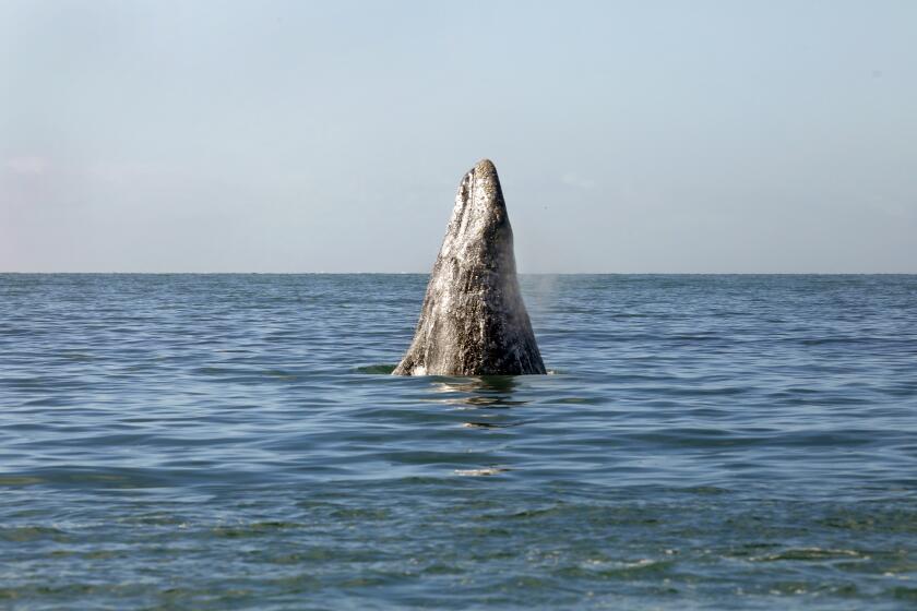 SAN IGNACIO, BAJA CALIFORNIA - FEB. 16, 2021: Spyhopping is a behavior exhibited by cetaceans, such as the gray whale. When an animal spyhops, it vertically pokes its head out of the water. (Carolyn Cole / Los Angeles Times)