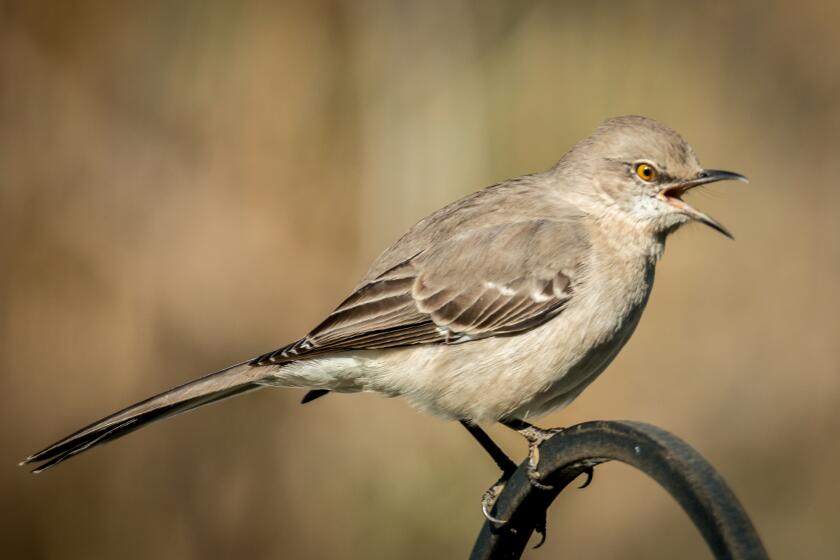 The mockingbird has the ability to mimic sounds, like car alarms, barking dogs, lawn mowers or other birds.