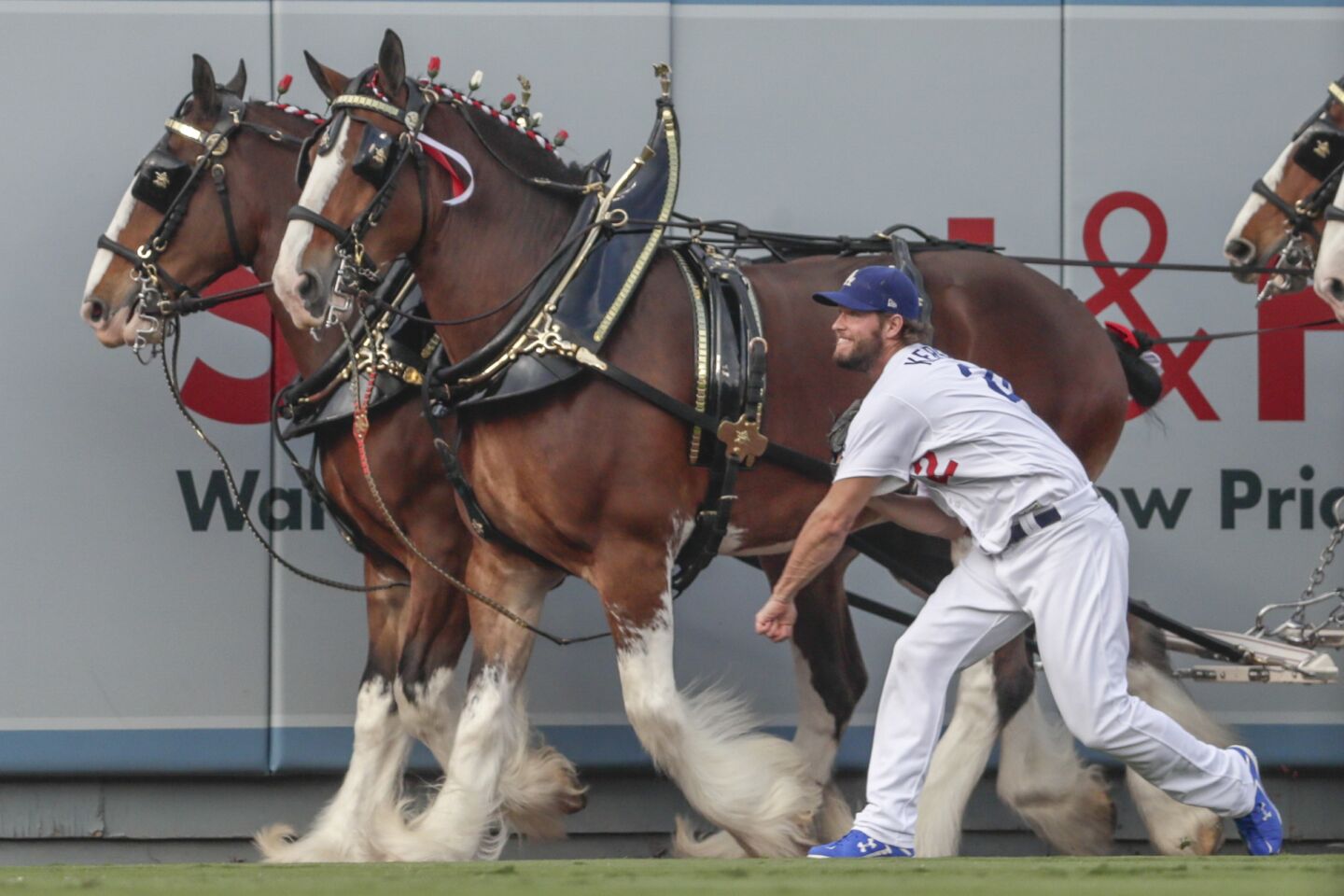Dodgers starting pitcher Clayton Kershaw warms up in the outfield as the Budweiser Clydesdales pass by before the start of Game 5 at Dodger Stadium.