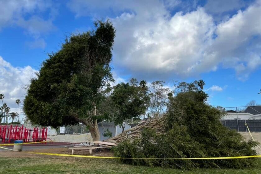 The fallen Ficus tree on the Bird Rock Elementary School joint-use field that was damaged during a storm earlier this year.