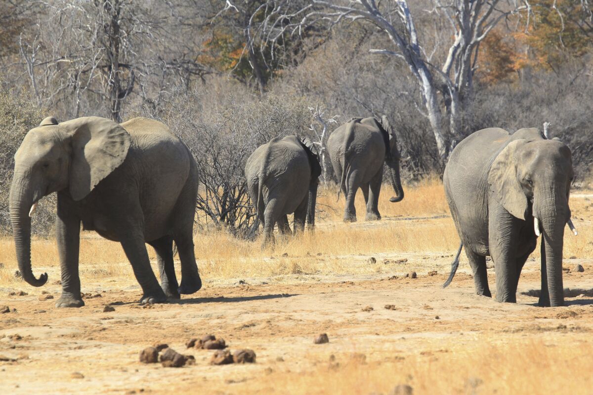 FILE - In this Thursday, Aug. 6, 2015 file photo, elephants roam in the Hwange Game Reserve in Zimbabwe. An environmental group in Zimbabwe has applied to the country's High Court, Tuesday Sept. 8, 2020, to stop a Chinese firm from mining coal in the park which hosts one of Africa's largest populations of elephants. (AP Photo/Tsvangirayi Mukwazhi/File)