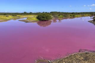 This Nov. 8, 2023, photo provided by Leslie Diamond shows the pond at the Kealia Pond National Wildlife Refuge on Maui, Hawaii, that turned pink on Oct. 30, 2023. Officials in Hawaii are investigating why the pond turned pink, but there are some indications that drought may be to blame. (Leslie Diamond via AP)