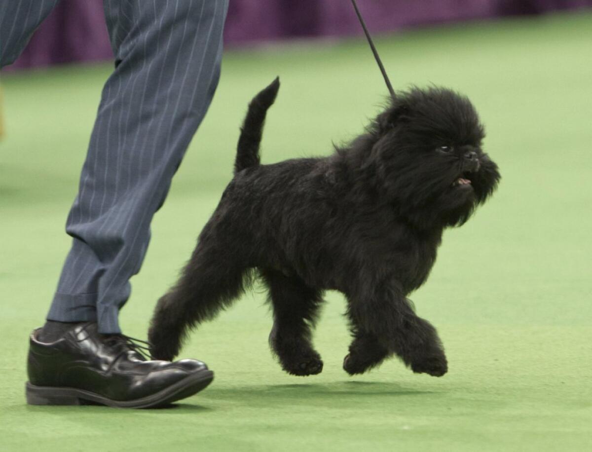 Banana Joe at the 137th Westminster Kennel Club Dog Show.