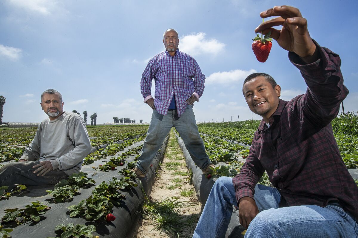 Cruz Carranza, left, father Javier and brother Flavio grow their own strawberries.