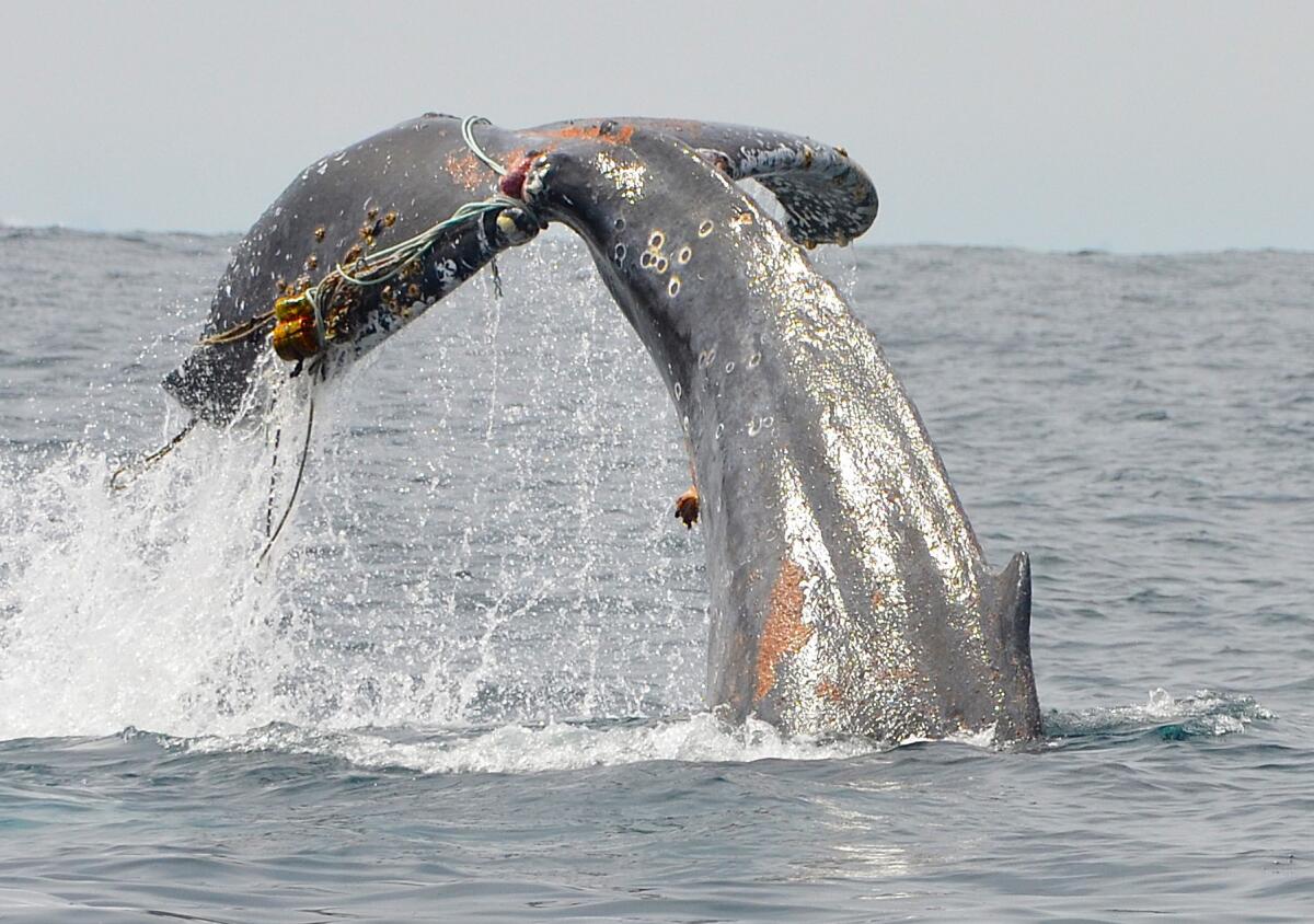 A young humpback whale whose flukes appear to be entangled in rope.