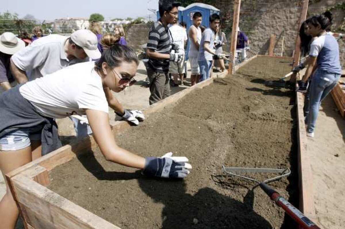 Habitat for Humanity volunteer Cassandra Villalobos, 19, levels out soil on a planter built by volunteers at a new community garden being set up at 624 Geneva Street in Glendale.