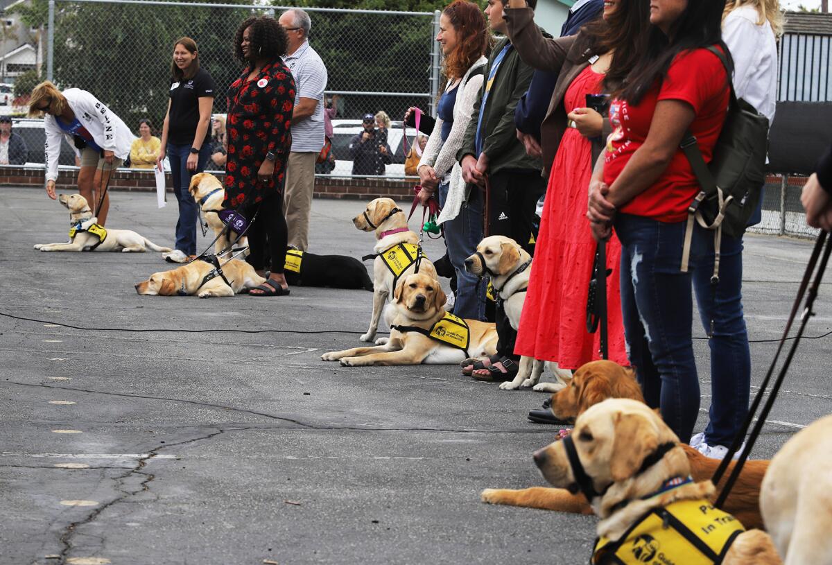 Twelve service training dogs, mostly golden Labrador retrievers from Guide Dogs of America.
