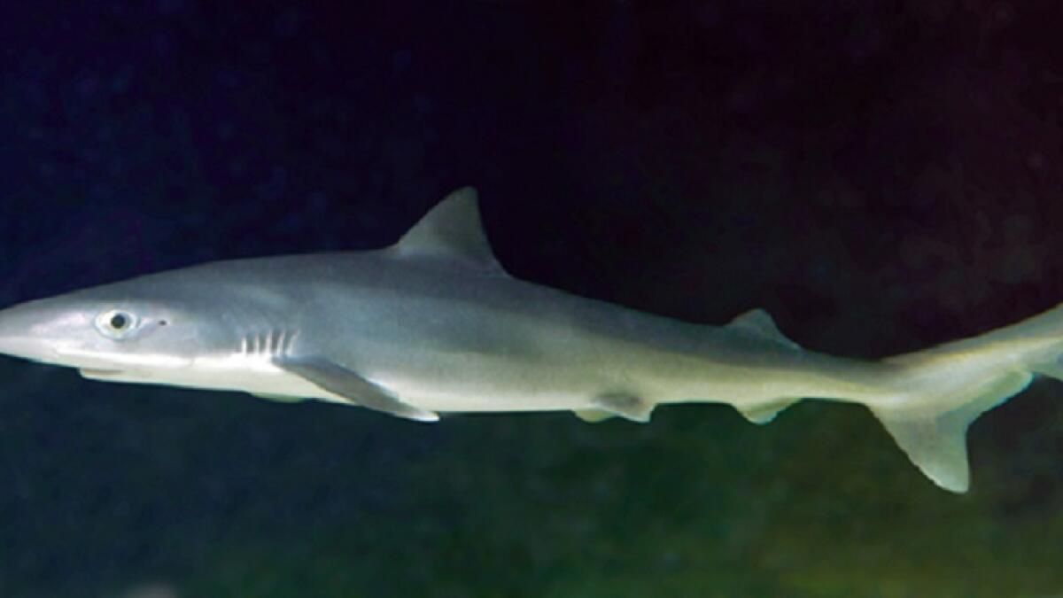 Tiger shark migrations altered by climate change, new study finds