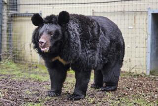 Un oso negro llamado Yampil llega a las instalaciones de West Calder, West Lothian, Escocia, el viernes 12 de enero de 2024 tras ser rescatado del pueblo de Yampil, en Ucrania. (Five Sisters Zoo via AP)