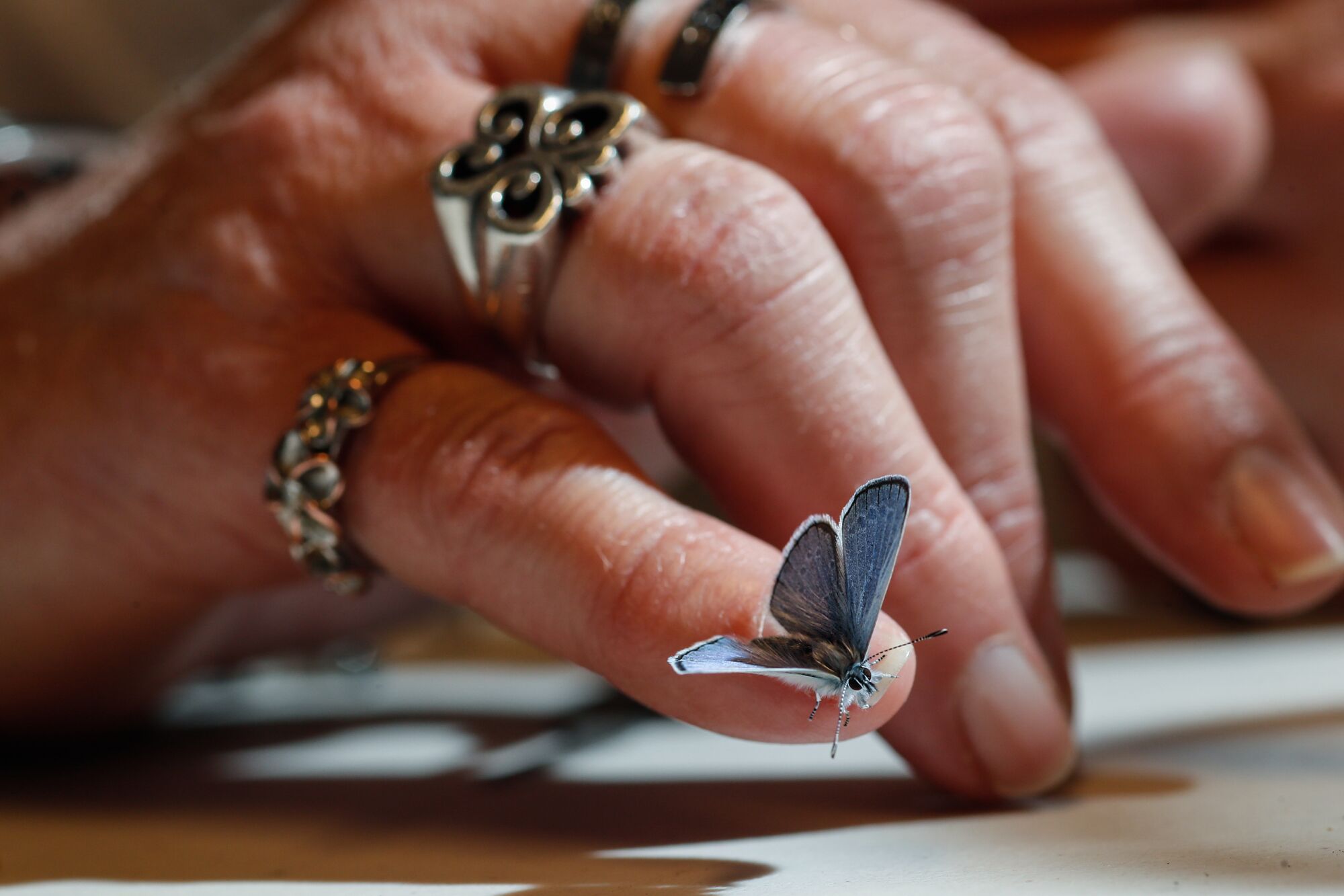 A Palos Verdes blue butterfly sits on a woman's pinky.