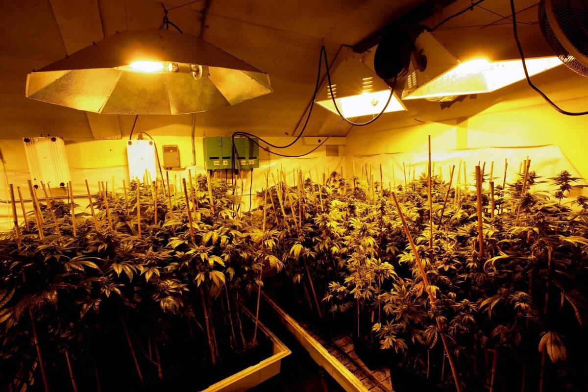 Marijuana grows at an indoor site in Arcata, Calif.