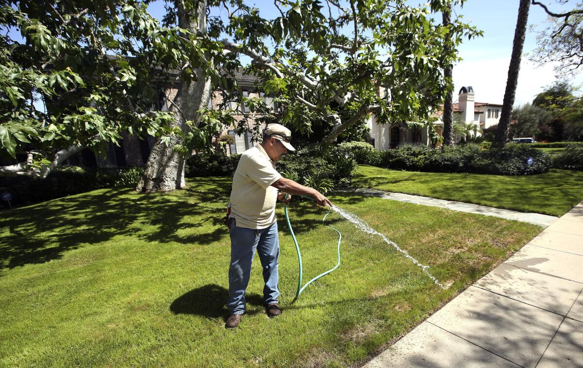Landscaper Miguel Herrera waters the front lawn of a home in Beverly Hills on April 3, 2014.