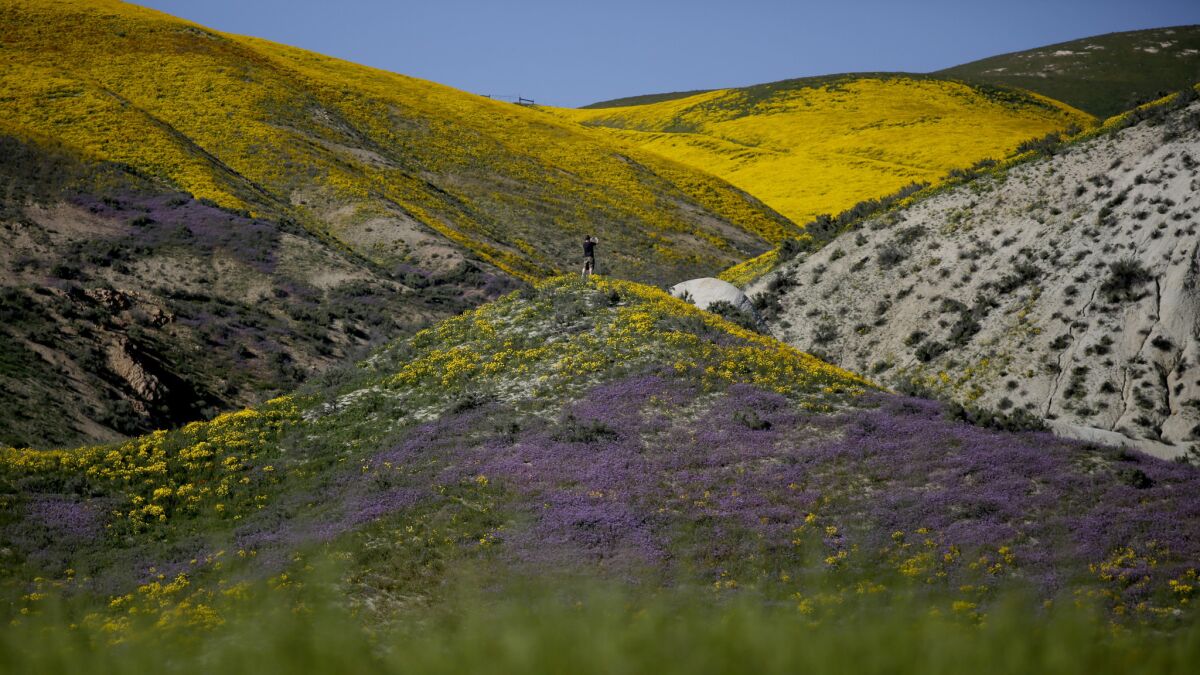 San Luis Obispo County, CA April 9, 2017: A man takes photographs on top of a hill, dwarfed by the colorful Temblor Range, in Carrizo Plain National Monument in San Luis Obsipo County, CA April 9, 2017. The area has erupted with wildflowers on the grassy plain west of Bakersfield. (Francine Orr/ Los Angeles Times)