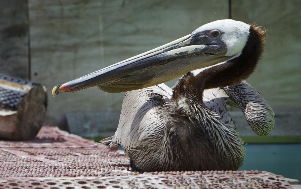 A brown pelican was found with its pouch slashed and is now recovering at a bird rescue center in San Pedro. The reward for information about the attack has risen to $7,500 in just a few hours.