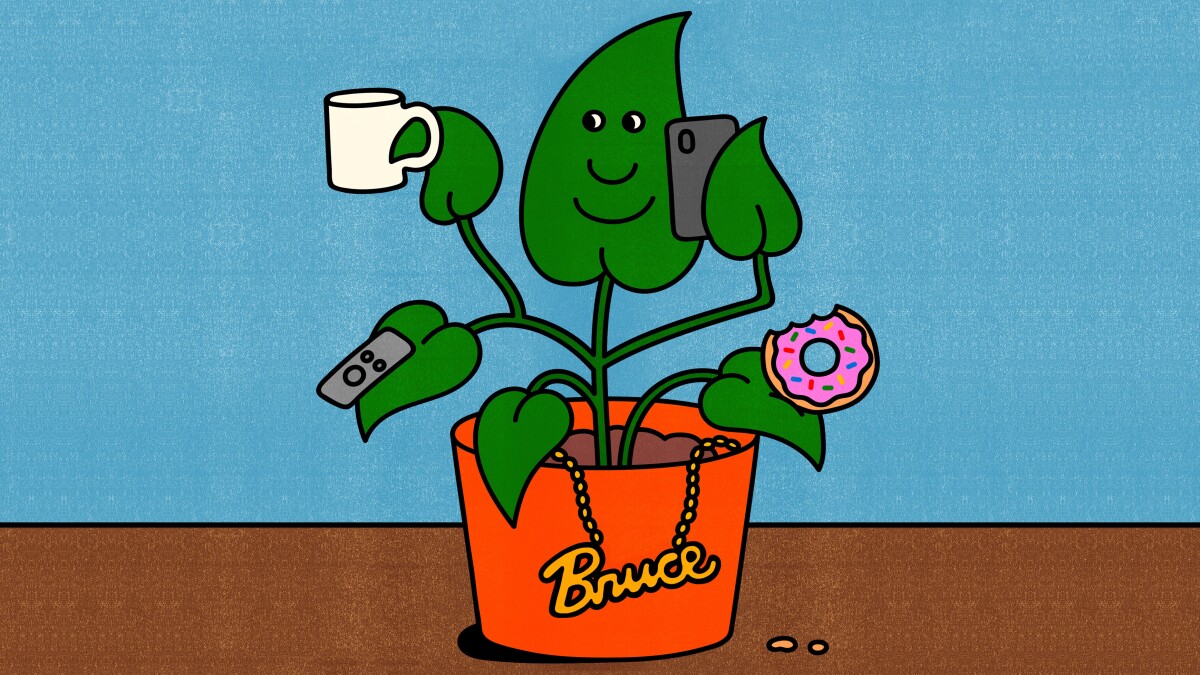 Rules For Naming Houseplants According To Scientists Los
