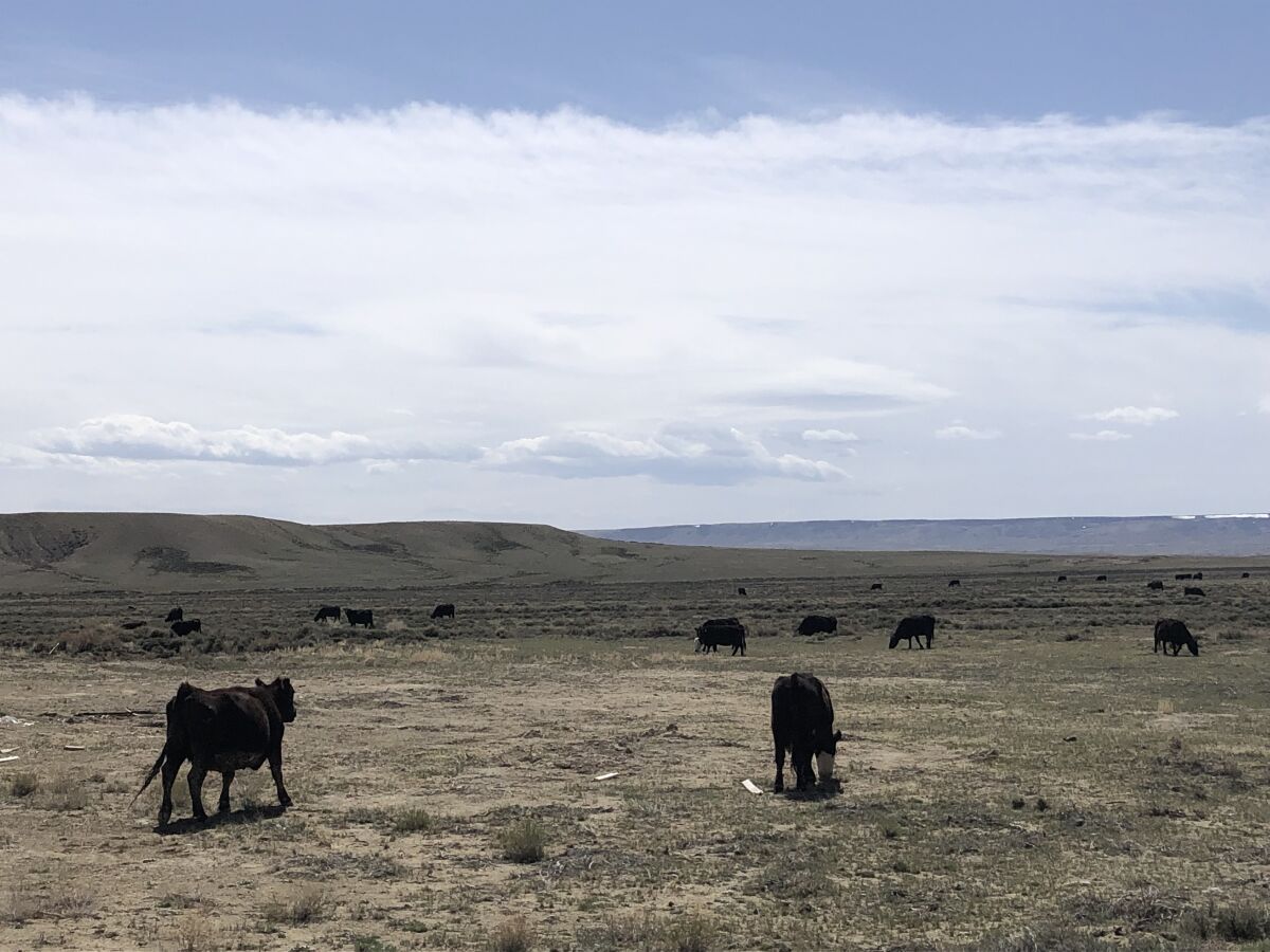 Cattle are spread over flat land with scrub beneath a hazy sky.