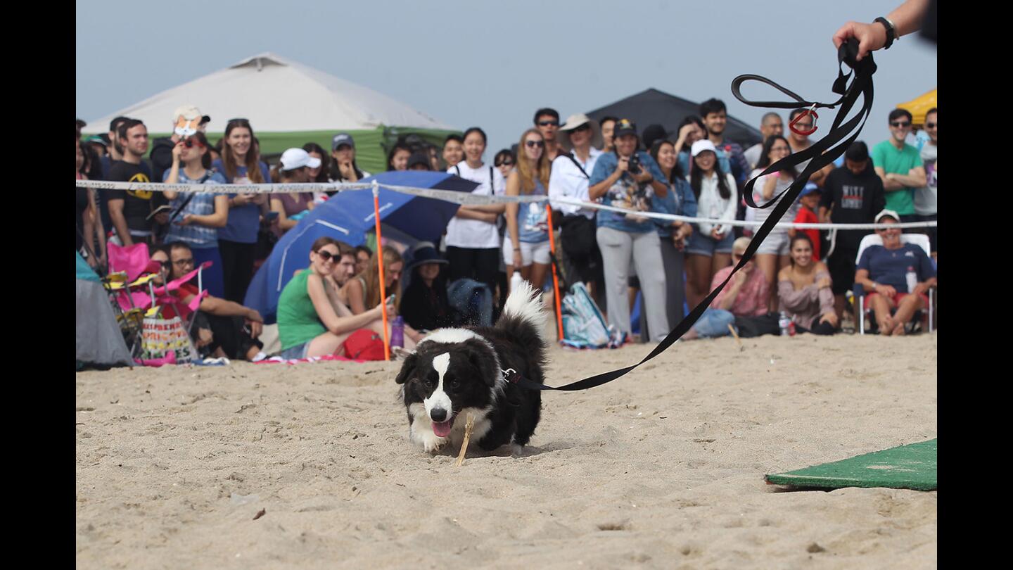 MJ, a cardigan breed of Corgi, struts his stuff during a doggie beauty contest during the So Cal Corgi Beach Day in Huntington Beach on Saturday.