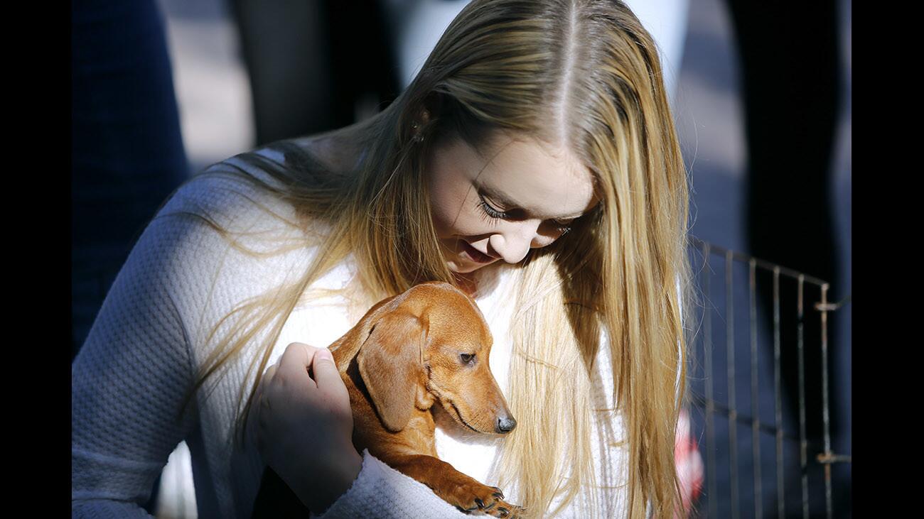 La Cañada High School sophomore Ciana Smyth holds a puppy for a few minutes during lunch time Puppy Petting Party at the school in La Cañada Flintridge on Friday, Dec. 15, 2017.