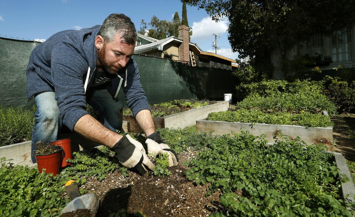 Kevin Meehan plants mustard frills in an urban garden located in the front yard of a home near his restaurant.