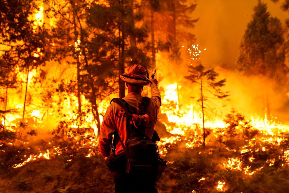 A firefighter holds a torch as bright orange flames eat away at grass and trees in a forested area