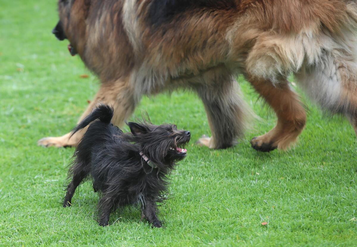 Large and small dogs chase each other in the new play area at Moulton Meadows Park.