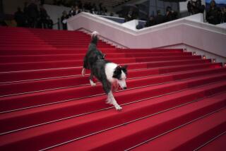El perro Messi posa a su llegada a la ceremonia y el estreno de la película 'The Second Act' en la 77ª edición del Festival de Cine de Cannes en Francia el martes 14 de mayo de 2024. (Foto Daniel Cole/Invision/AP)