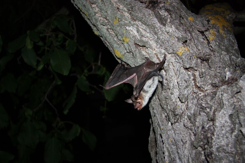 The greater mouse-eared bat, Myotis myotis, was examined in the German study.