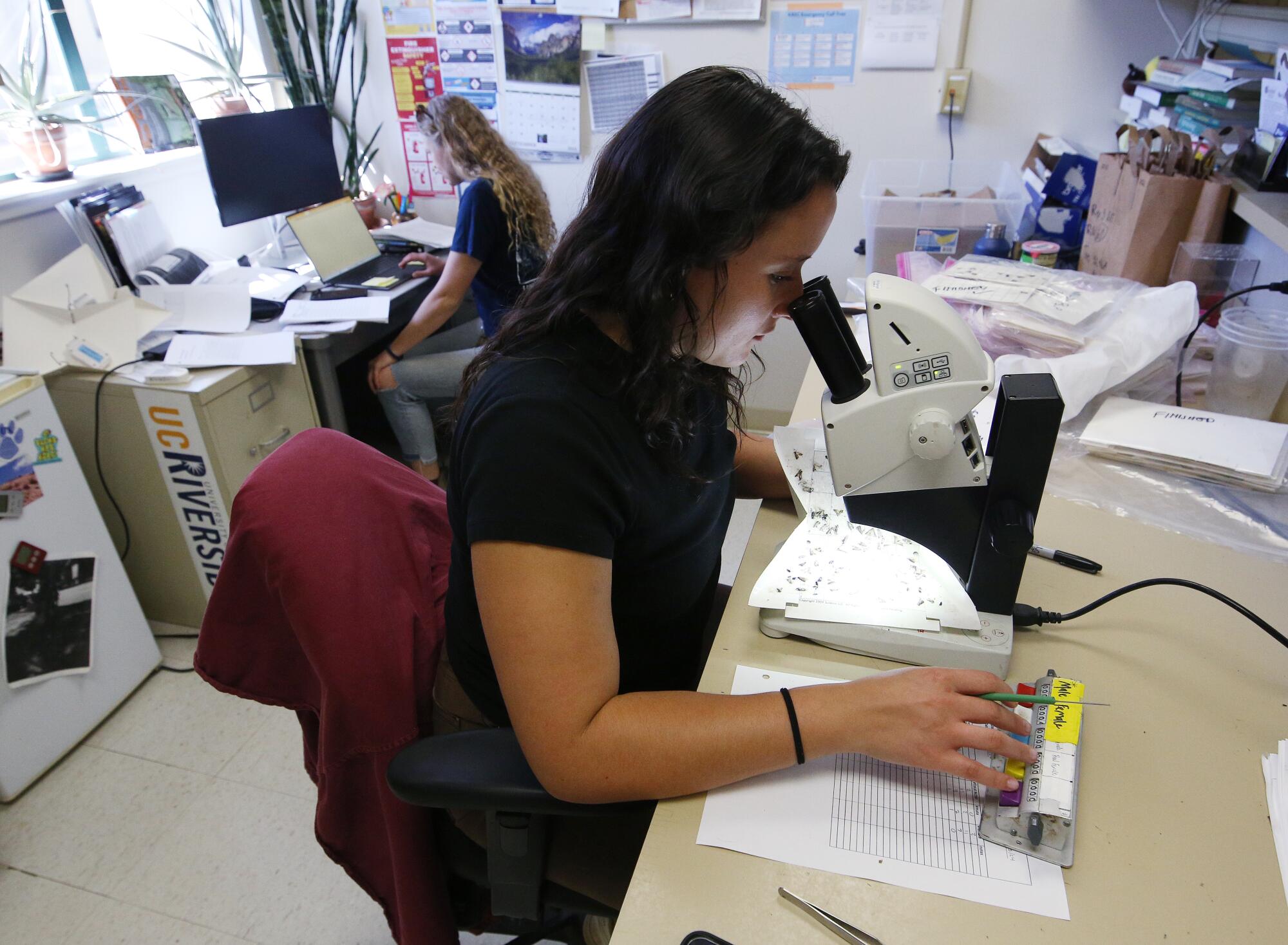 Anisa Bel Guzman counts moths at the Kearney Agricultural Research and Extension Center in Parlier.