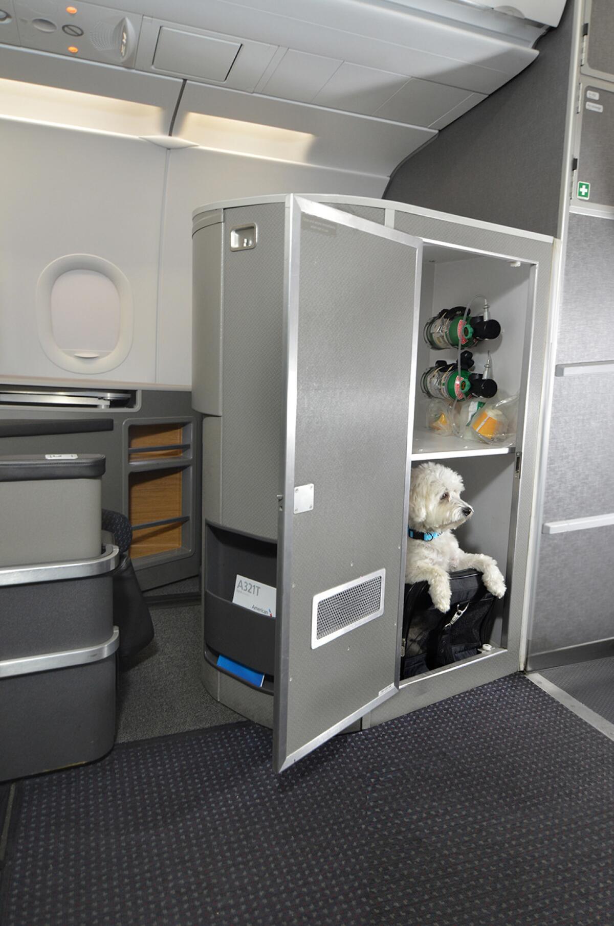 Pet kennels in first class