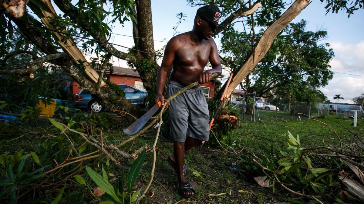 Jerry Thomas works to clear out a fallen mango tree outside his house after the winds caused by Hurricane Irma toppled it.