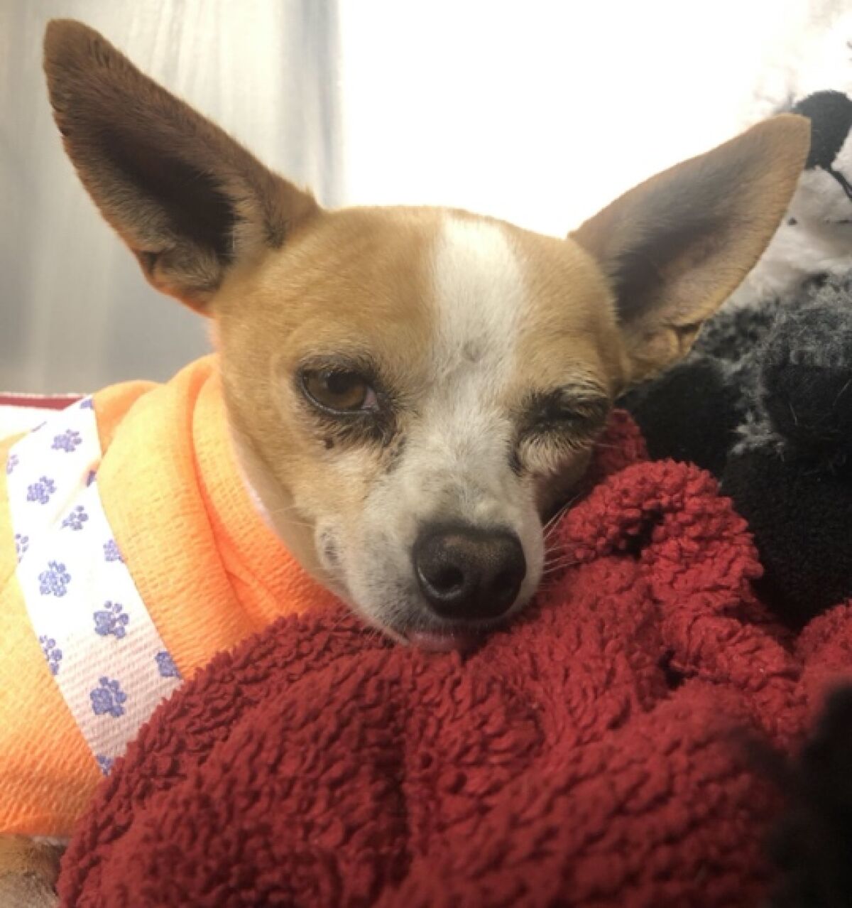 Close-up photo of injured Chihuahua 