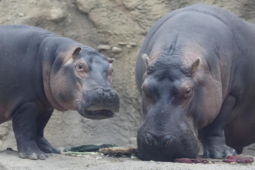 Fiona, a Nile Hippopotamus, left, shares her specialty birthday cake with her mother Bibi, right, to celebrate turning three-years old this Friday, in her enclosure at the Cincinnati Zoo & Botanical Garden, Thursday, Jan. 23, 2020, in Cincinnati. The Cincinnati Zoo is using the third birthday of its beloved premature hippo as a way to raise money for Australian wildlife affected by the recent bushfires. Instead of sending birthday gifts, the zoo is asking people to buy T-shirts that will directly benefit the Bushfire Emergency Wildlife Fund. (AP Photo/John Minchillo)