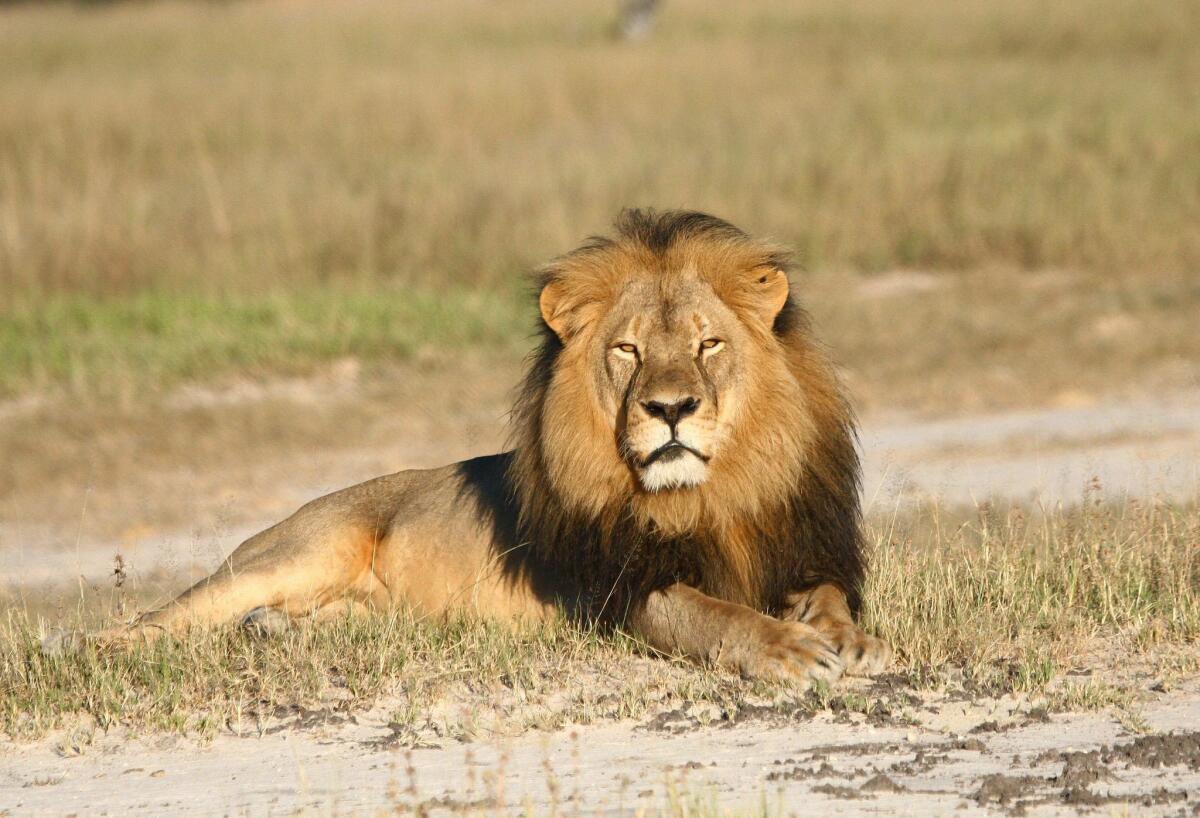 In this undated photo provided by the Wildlife Conservation Research Unit, Cecil the lion rests in Hwange National Park, in Hwange, Zimbabwe. Two Zimbabweans arrested for illegally hunting a lion appeared in court Wednesday, July 29, 2015. The head of Zimbabwe's safari association said the killing was unethical and that it couldn't even be classified as a hunt, since the lion killed by an American dentist was lured into the kill zone. (Andy Loveridge/Wildlife Conservation Research Unit via AP)