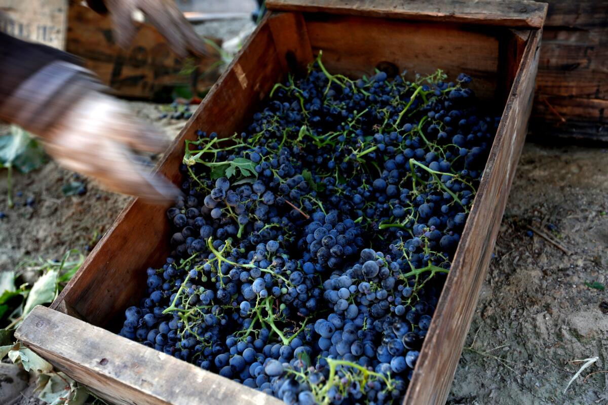 Grapes are gathered in a field in Madera. (Gary Coronado / Los Angeles Times)