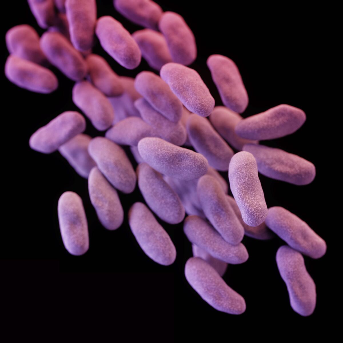 Purple, elongated spheres of bacteria on a black background.
