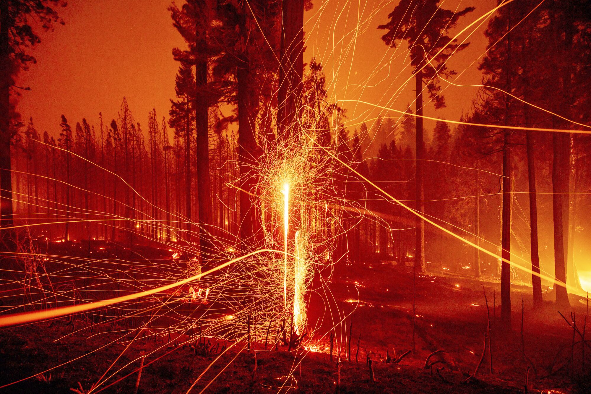 Glowing embers fly from burning trees.