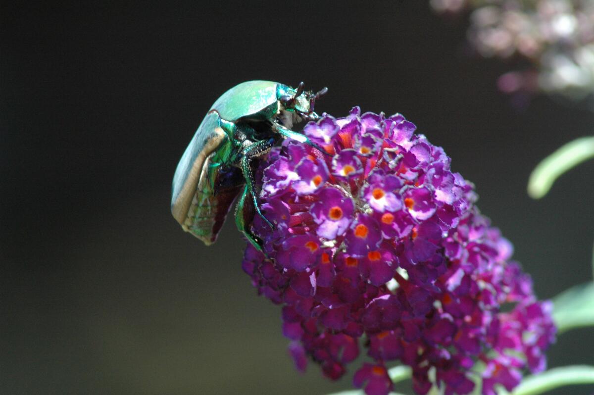 A beetle pollinates a butterfly bush.