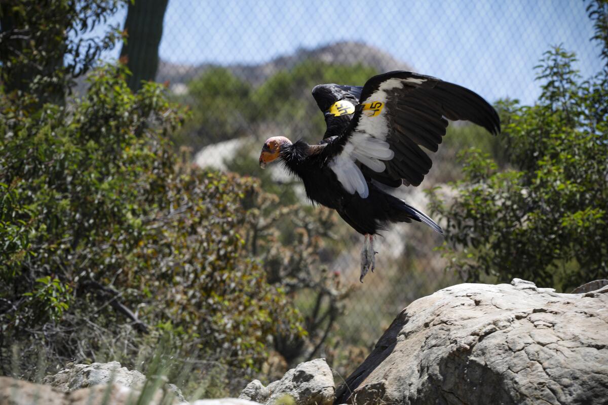 A female California condor flies in its enclosure