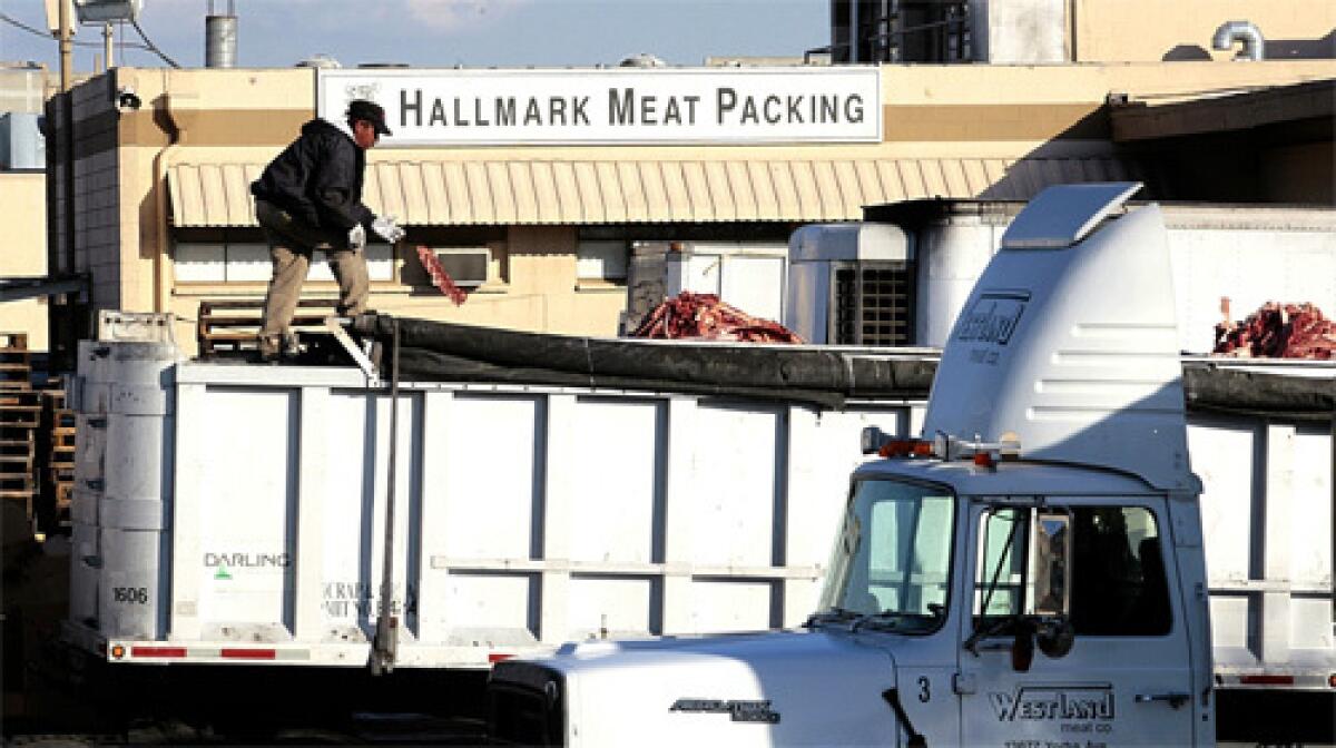 Information received by the federal agency shows that Hallmark/Westland Meat Packing Co. "did not consistently contact the FSIS public health veterinarian" as required when cattle became non-ambulatory after being inspected, the release said.