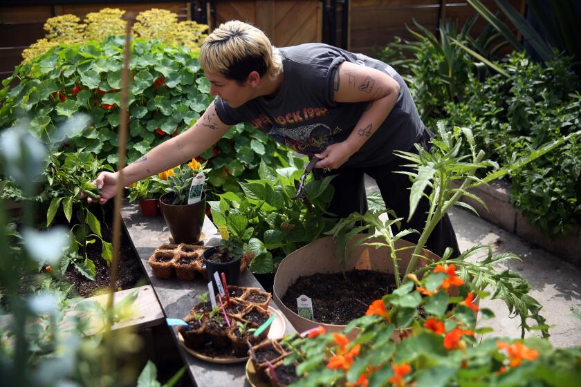 LOS ANGELES, CA - MAY 10: Alexandra Kacha, 33, harvests in their garden on Sunday, May 10, 2020 in Los Angeles, CA. Amid the coronavirus outbreak, Kacha has been giving away vegetables to some and bartering with others. (Dania Maxwell / Los Angeles Times)