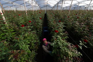 A worker stands in a greenhouse filled with rows of rosebushes with red blooms