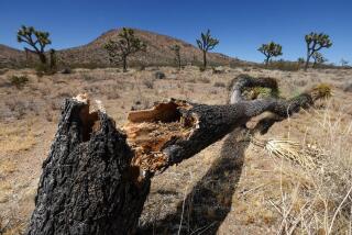 A Joshua Tree fallen and its trunk cracked in half among a landscape at Joshua Tree National Park.